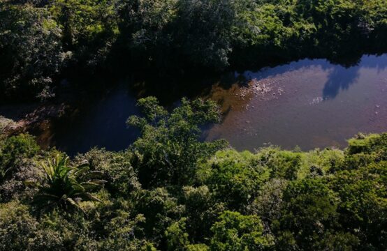 Remax Vip Belize: jungle River