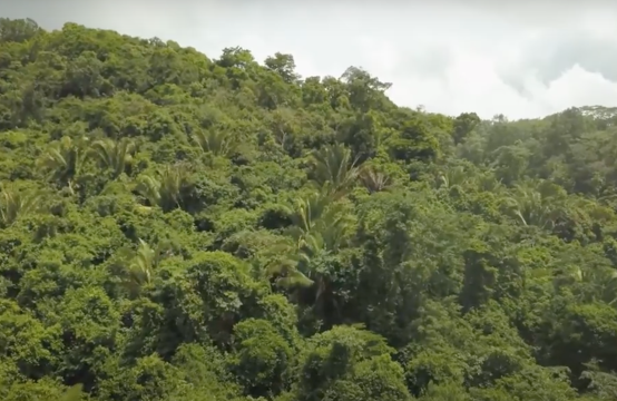 83 Acres of Lush Jungle in Maya Mountains