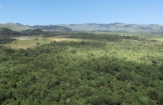 15 Acres Jungle Land for Sale in Belize