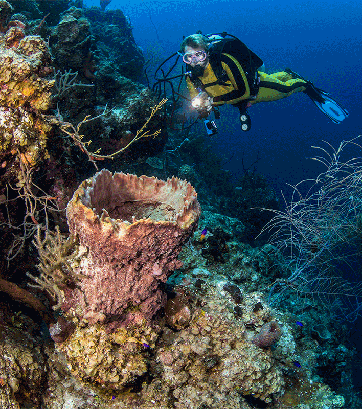 Dive Belize 1