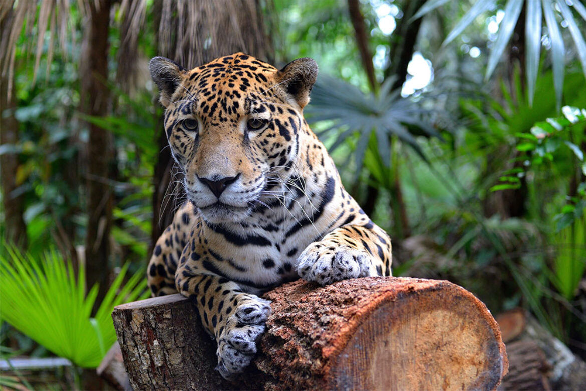 Jaguar Lying on a log in the jungle