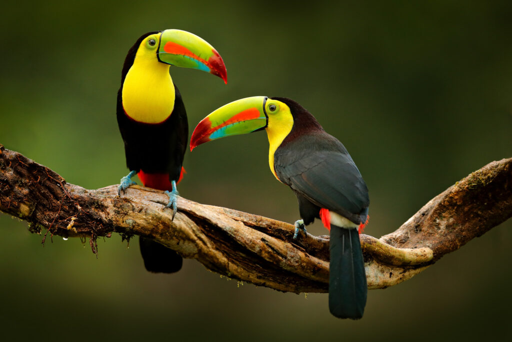 Toucans sitting on a branch in the rain forest.