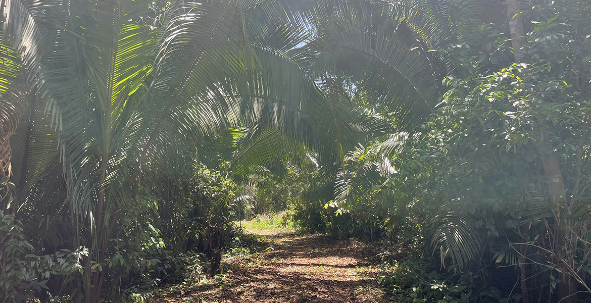 Lush jungle parcel near Red Bank in Belize